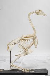 Photo Textures of Hen Skeleton